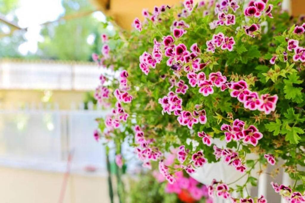 Dolci Sogni Romani Senza Scale O Barriere Eksteriør bilde